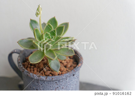 芽が出た多肉植物 91016162