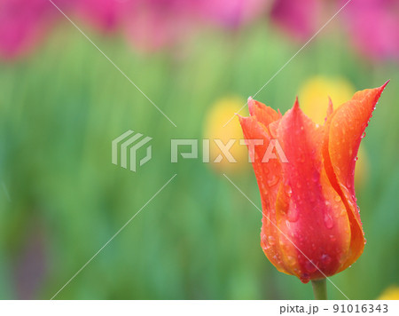 雨の5月に咲いたチューリップの花「バレリーナ」 91016343