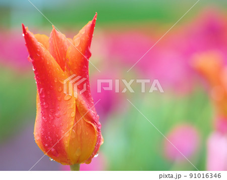雨の5月に咲いたチューリップの花「バレリーナ」 91016346