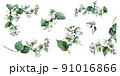Watercolor hand painted floral set. Bloom jasmine. High quality illustration 91016866