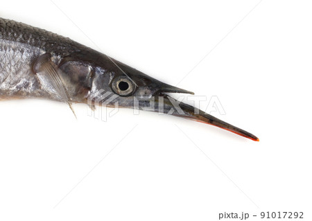 Garfish isolated on white Garfish isolated on white 91017292