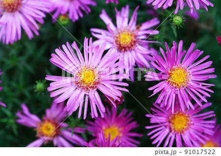 Nice Pink Flowers 91017522
