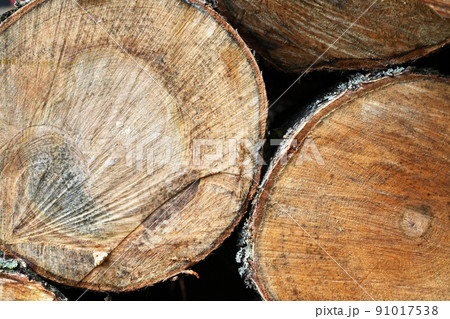 Cross-Section Of Tree Cross-Section Of Tree 91017538
