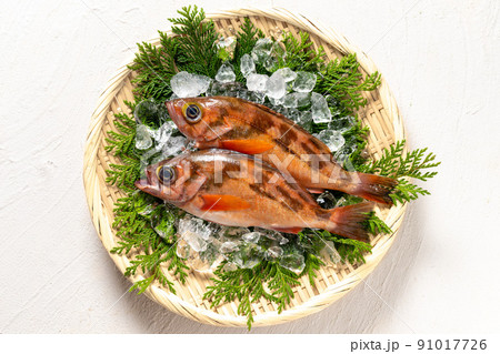 新鮮なメバル 新鮮なメバル 91017726