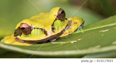 New Granada Cross-banded Tree Frog, Corcovado National Park, Costa Rica. New Granada Cross-banded Tree Frog, Corcovado National Park, Costa Rica. 91017893