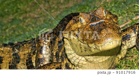 Spectacled Caiman, Tropical Rainforest, Costa Rica Spectacled Caiman, Tropical Rainforest, Costa Rica 91017916