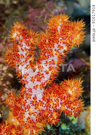 Multi-branched Trees Soft Coral, Bunaken National Marine Park,Indonesia 91017918
