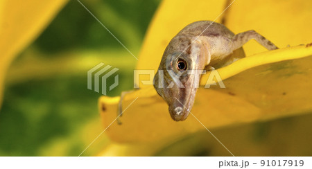 Anolis, Tropical Rainforest, Costa Rica 91017919