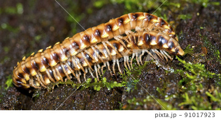 Millipede, Marino Ballena National Park, Costa Rica 91017923