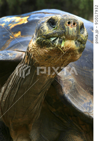 Galapagos Giant Tortoise, Galapagos National Park, Ecuador 91017932