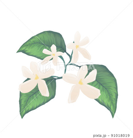 ジャスミン 91018019