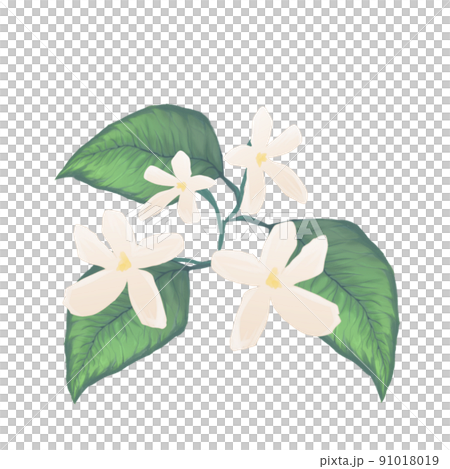 ジャスミン 91018019