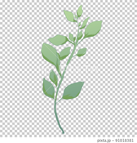 Sweet marjoram [aroma] 91018381