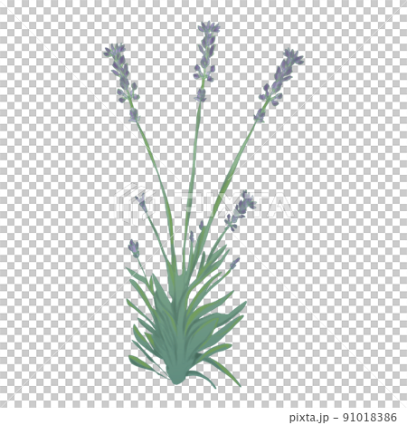lavender lavender 91018386