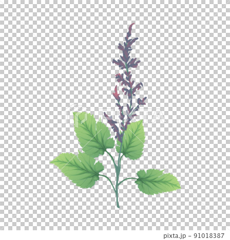 Clary sage 91018387