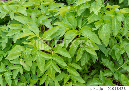 Spring Leaves of Angelica archangelica plant. Medicinal plant Spring Leaves of Angelica archangelica plant. Medicinal plant 91018428