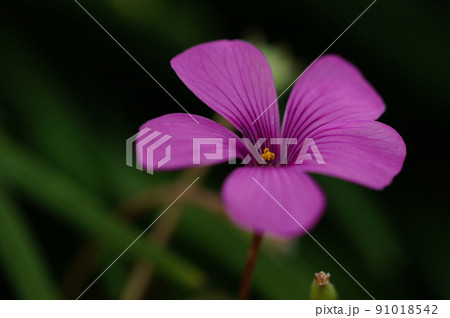 華麗に咲く濃いピンク色したイモカタバミの花 91018542