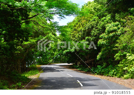 屋久島 西部林道 屋久島 西部林道 91018555