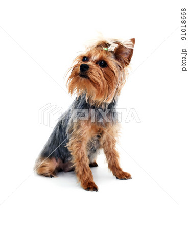Funny Small Puppy On White Funny Small Puppy On White 91018668