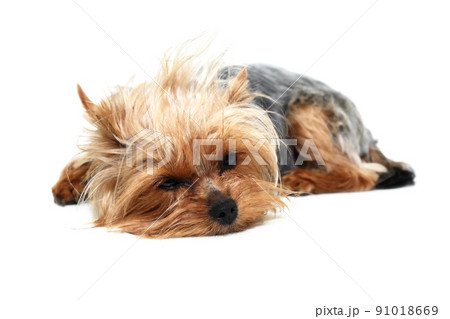 The Little Dog Wants To Sleep The Little Dog Wants To Sleep 91018669