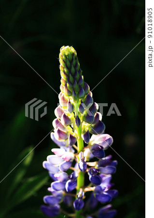 Nice Lupine Flower Nice Lupine Flower 91018905