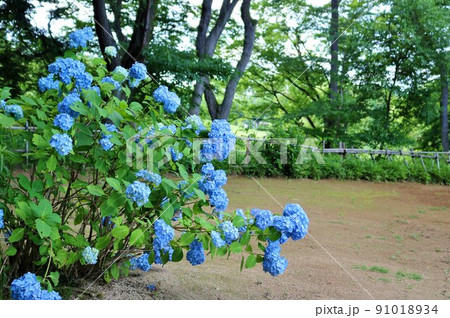 新緑の中静かに咲くアジサイの花 初夏の風景 古河 新緑の中静かに咲くアジサイの花 初夏の風景 古河 91018934
