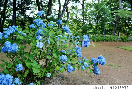 新緑の中静かに咲くアジサイの花 初夏の風景 古河 新緑の中静かに咲くアジサイの花 初夏の風景 古河 91018935