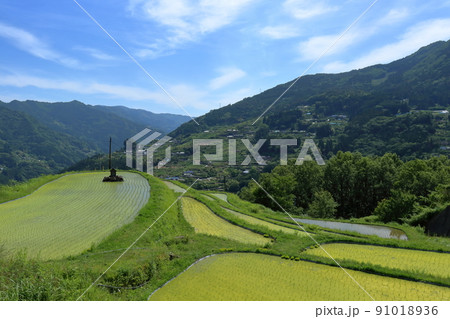 八畝の田んぼ　初夏　（高知県　大豊町　八畝） 91018936