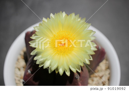サボテン ヘキルリランポー玉 サボテンの花 サボテン ヘキルリランポー玉 サボテンの花 91019092