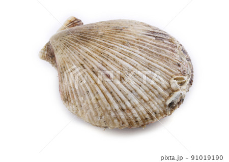 Scallop isolated on white 91019190