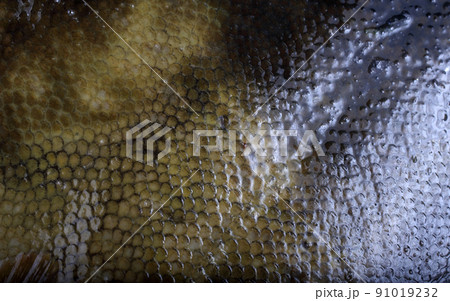 Rock sole background. Flounder variety Rock sole background. Flounder variety 91019232