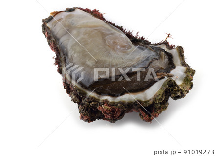 Opened oyster isolated on white 91019273