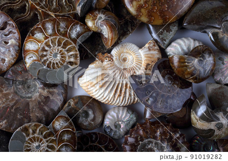 Ammonite background. Different ammonite varieties Ammonite background. Different ammonite varieties 91019282