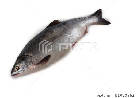 Salmon isolated on white 91020562