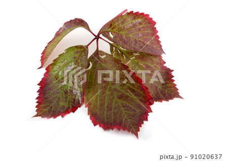 Boston ivy leaf 91020637