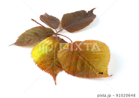 Autumn blackberry leaf Autumn blackberry leaf 91020648