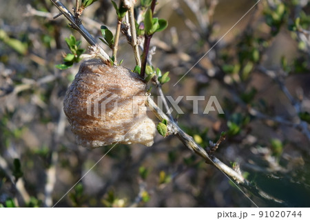 かまきりの卵 91020744