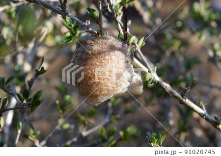 かまきりの卵 91020745