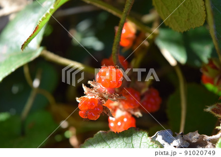 冬苺 冬苺 91020749