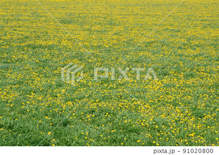 Green field with yellow dandelions. Closeup of yellow spring flowers 91020800