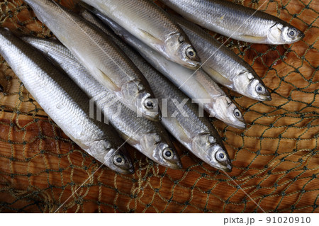Smelt fishes on net. Pacific smelt fish variety Smelt fishes on net. Pacific smelt fish variety 91020910