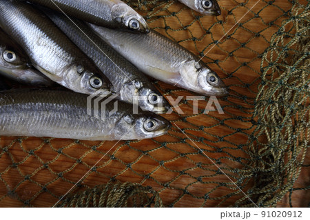 Smelt fishes on net. Pacific smelt fish variety Smelt fishes on net. Pacific smelt fish variety 91020912