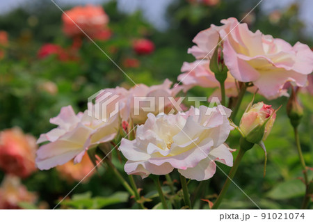 薔薇2022 薔薇2022 91021074