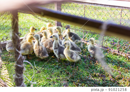 The little geese crowded into the cages. Geese on the street eating grass. Agriculture concept. Beautiful sunny day. 91021258