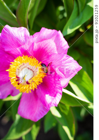 Beautiful pink peony flower with pollinator wasp. Summer is blooming and fragrant. Close-up. Beautiful pink peony flower with pollinator wasp. Summer is blooming and fragrant. Close-up. 91021259