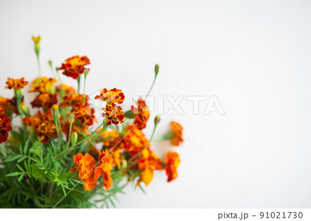 Beautiful orange marigolds on a beige background. Selective focus, noise. Ready banner for advertising. Place with copy space. 91021730