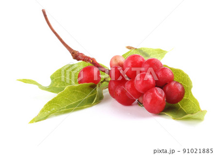 Schisandra Chinensis isolated on white Schisandra Chinensis isolated on white 91021885