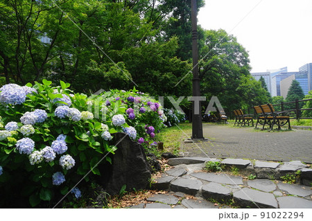 6月　千代田1071アジサイ(紫陽花)･アジサイ科･日比谷公園 91022294