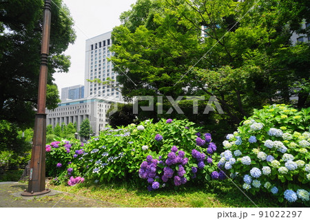 6月　千代田1073アジサイ(紫陽花)と第一生命日比谷ファースト(旧第一生命館)･日比谷公園 91022297