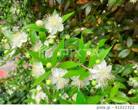 東京九段・都心のビル街に咲くギンバイカの花 91022322